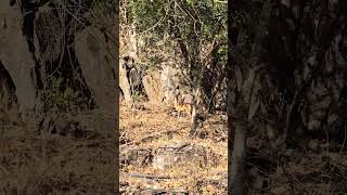 Klipspringer spotted around the Sudwala Caves sudwalacaves mpumalanga travel touristattraction [upl. by Kordula727]