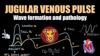 JUGULAR VENOUS PULSE wave formation and pathology [upl. by Ayotel]