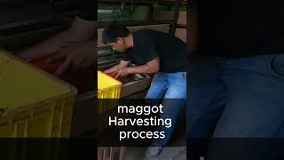 maggot harvesting [upl. by Garratt]