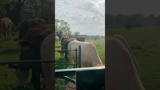 Curious Cows in Milton Keynes [upl. by Buffum]