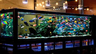 Beautiful African Cichlid Tank Setup  Amazing 100 Male African Cichlids [upl. by Parrie]