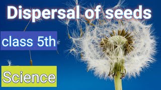 Dispersal of Seedsclass5ScienceAgents of Dispersal [upl. by Hansen]