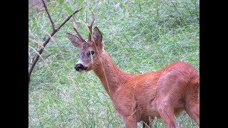 Il CAPRIOLO un amico delle nostre foreste [upl. by Nifares]