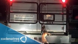 Indignación en el DF por perro colgado en una camioneta [upl. by Elkraps]