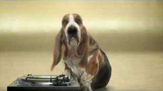 Basset Hound Beat Box [upl. by Ddarb817]