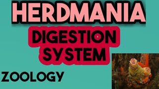 herdmania digestion system in hindi  हेर्डमानिया का पाचन तंत्र  digestioninherdmania [upl. by Marolda]