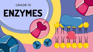 ENZYMES  An introduction to their structure and function [upl. by Gelman723]