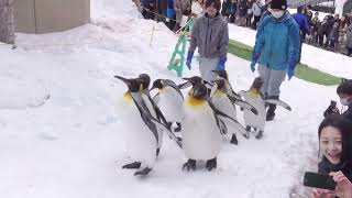 Asahiyama Zoo Penguin Walk wMusic [upl. by Michelle]