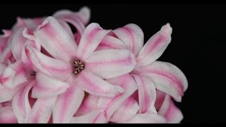 Hyacinthus orientalis  Hyazinthe Hyacinth [upl. by Gottwald966]