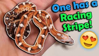 MORE Scaleless RatCorn Snakes Hatching [upl. by Iarahs]