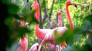 CONABIO Documentales  Reproducción de Aves en cautiverio  Si hay solución 37 [upl. by Alabaster]