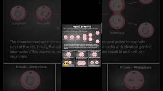 Process of mitosis  grade 8th  viral project biology [upl. by Atikim]