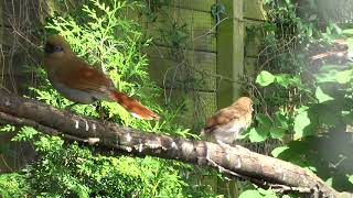 Garrulax Berthemyi Buffy Laughingthrush Blauwoog Gaailijster couple  2 young [upl. by Trudey320]