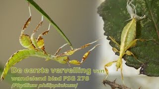 De eerste vervelling van wandelend blad PSG 278 Phyllium philippinicum  timelapse 16x [upl. by Adriell]