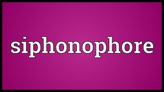 Siphonophore Meaning [upl. by Kristina670]