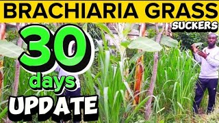 How To Grow Brachiaria GrassMulato Grass SUCKERS 1 Month Update After Planting [upl. by Light]