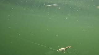 Live Dive Lure Run  June 1 2024 [upl. by Hulburt]