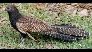 Pheasant Coucal Centropus phasianinus [upl. by Levana673]