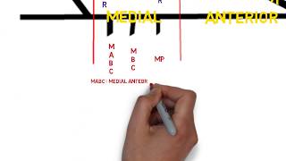 Plexus brachial anatomy for anesthesiologists [upl. by Assile]