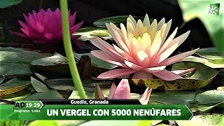 Un jardín de Nenúfares Guadix Granada [upl. by Yrtneg127]