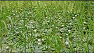 L´ESTANY DE BANYOLES [upl. by Audrit442]