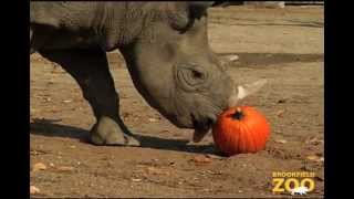 Animals Receive Halloween Pumpkins [upl. by Atnoed8]