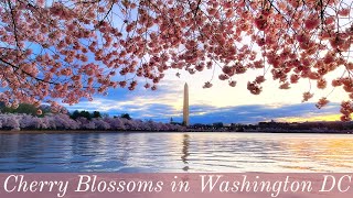 Cherry Blossoms of Washington DC  All You Need To Know About DCs Cherry Trees [upl. by Sueaddaht]