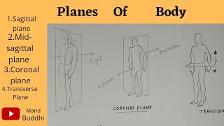 Planes of the Body Explained [upl. by Ashling57]