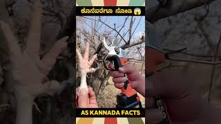 Sharpest Electric Cutter Fact  kannada facts karnataka amazing youtubeshorts trendingshorts [upl. by Asum]