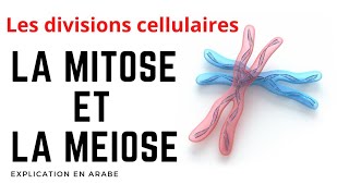 الإنقسام الإختزالي و الإنقسام غير المباشر  La mitose et la méiose Les divisions cellulaires [upl. by Hitt682]