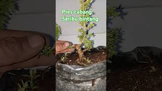 Pres cabang serbin micro programbonsai serbinmicro bonsaiinspirasi bonsaitree OmduwiBonsai [upl. by Thaddus]