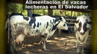 Alimentación de vacas lecheras en El Salvador [upl. by Dirgni]