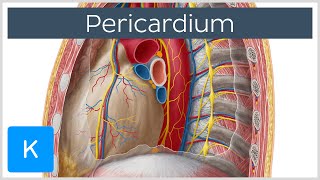 Pericardium  Definition Function amp Layers  Human Anatomy  Kenhub [upl. by Delfeena]