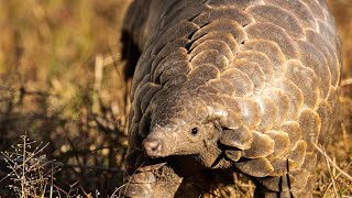 Pangolins the Most Trafficked Mammal [upl. by Anatlus580]