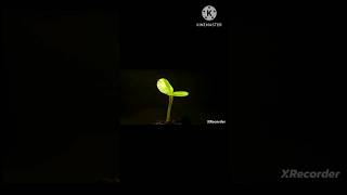 How plants grow   Life cycle of plants  Growth of plants in animation [upl. by Fahey721]