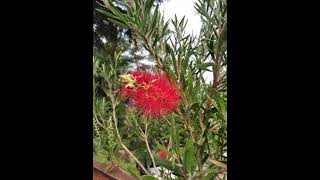 Callistemon specious बॉटल ब्रश [upl. by Flanna544]