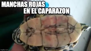 manchas rojas en la tortuga [upl. by Yrrej]