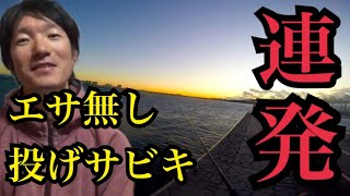 真冬の浜名湖海釣り公園でエサ無し投げサビキ釣り。 [upl. by Ettener]