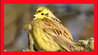 Yellowhammer Song Yellowhammer Call Yellowhammer  Escribano Cerillo Canto  Emberiza Citrinella [upl. by Ahcsas969]