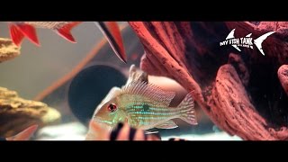 Geophagus Surinamensis Rotstreifen Erdfresser Redstriped Bartheater [upl. by Rim]