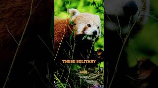 The Charming World of Red Pandas educationalreels facts wildlifeeducation [upl. by Netram855]