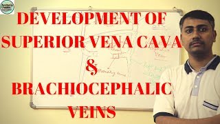 Development of Superior Vena Cava and Brachiocephalic veins [upl. by Suiratnauq]