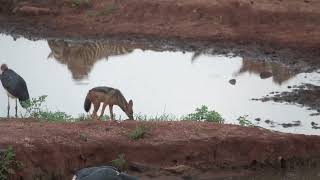 Jackals playing at Kilaguni Serena Lodge Tsavo West National Park Kenya 11 January 2024 [upl. by Lillywhite]