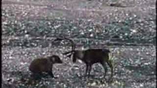 Grizzly Bear vs Caribou [upl. by Acisset]