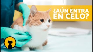 ¿Una GATA ESTERILIZADA puede entrar en CELO 🐱  Mi Gata Esterilizada está en Celo ¿es Normal [upl. by Itsyrk]