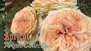 Apricot Rose Collection 2023 Bathsheba Crown Princess Margareta Lady Capri David Austin Tantau [upl. by Aloin]