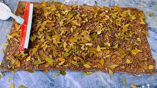 ‌cleaning a dirty carpet satisfying rugcleaning ASMR video [upl. by Dlanod]