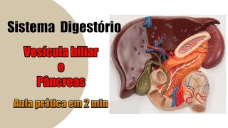 Sistema Digestório  Vesícula biliar e Pâncreas  Anatomia Humana [upl. by Sergent]