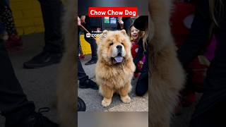 Chow Chow Dog Behavior and Characteristics [upl. by Keily]