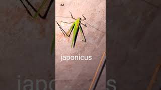 00122The japonicus‎ [upl. by Sitto691]